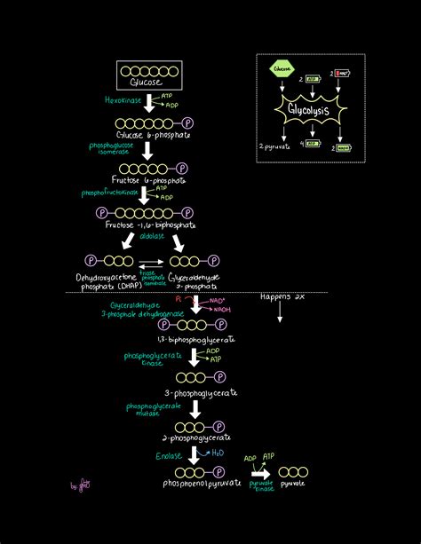 Glycolysis Pathway | Glycolysis pathways, Pathways, Mcat