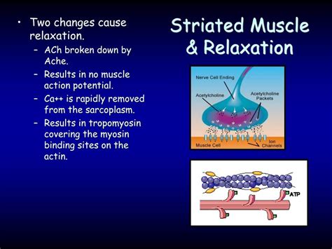 Ppt Human Muscular System Svhs Adv Biology Biology Unit 6 2011 12 Powerpoint Presentation