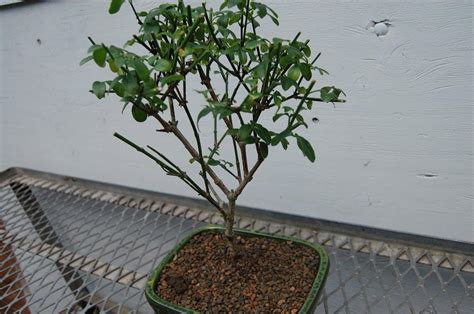 Flowering Winter Jasmine Bonsai Tree