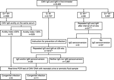 The Cytomegalovirus Cmv Serological Screening Protocol Used To Detect