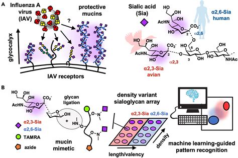 Mucin Mimetic Glycan Arrays Integrating Machine Learning For Analyzing