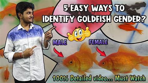 How To Identify Gold Fish Gender 5 Easy Ways To Identify Male Or