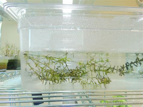 Hydrilla Natural Lake Biosciences