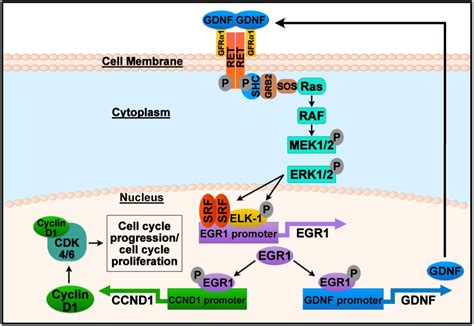 Gdnf Ret Signaling And Egr Form A Positive Feedback Loop That Promotes