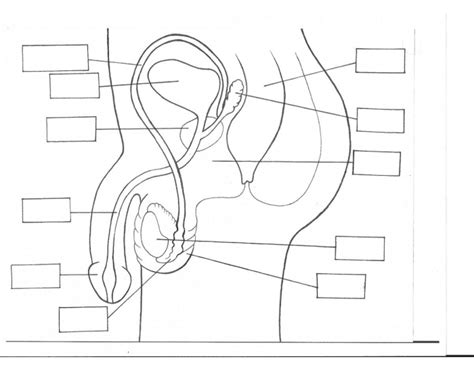 Male Reproductive Anatomy Quiz