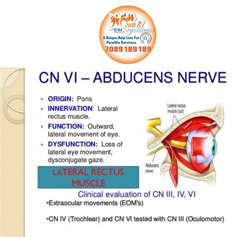 Abducens Cranial Nerve Cn Vi High-Quality | www.yakimankagbu.ru