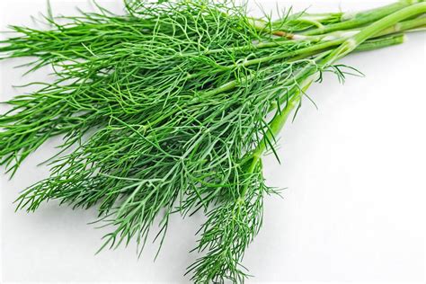 HERB DILL 100G – Agri-gro Namibia