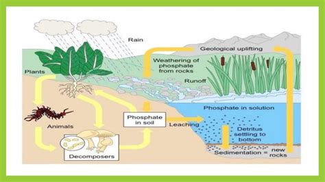 Biogeo Chemical Cycle Phosphorous Cycle Pptx