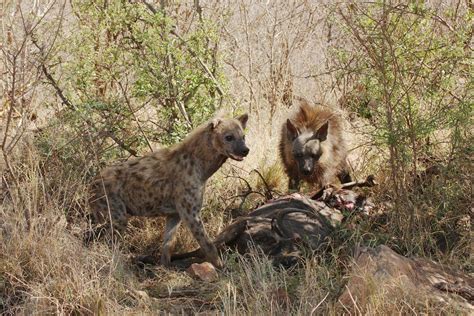 Spotted Hyena & Brown Hyena eating the same kill : r/hyenas