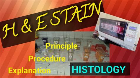 H And E Staining Procedureh And E Staining Histologyhematoxylin And