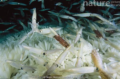 Stock Photo Of Squid Loligo Opalescens Group Laying Eggs At Night