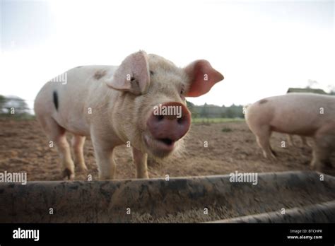 Gloucestershire Old Spot Pig Stock Photo - Alamy