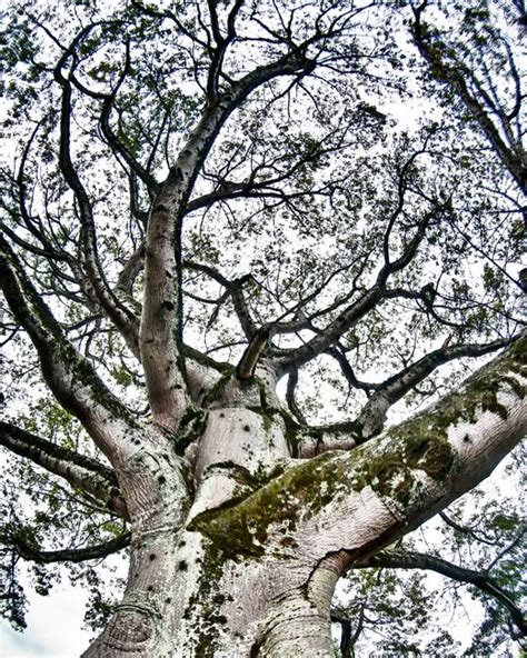 Stunning "Ceiba Tree" Artwork For Sale on Fine Art Prints