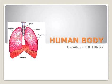 Ppt Human Body Powerpoint Presentation Free Download Id 3032942