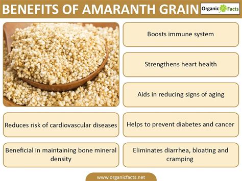 Some Of The Most Important Health Benefits Of Amaranth Grain Include