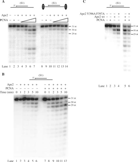 Mechanistic Insight Into Pcna Dependent Stimulation Of Ape