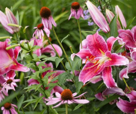 Stargazer Lily Meaning Symbolism A Comprehensive Guide