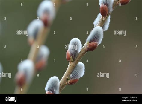 Fluffy Silver Pink Pussy Willow Catkins On Branches Of A Willow Tree Close Up On A Green
