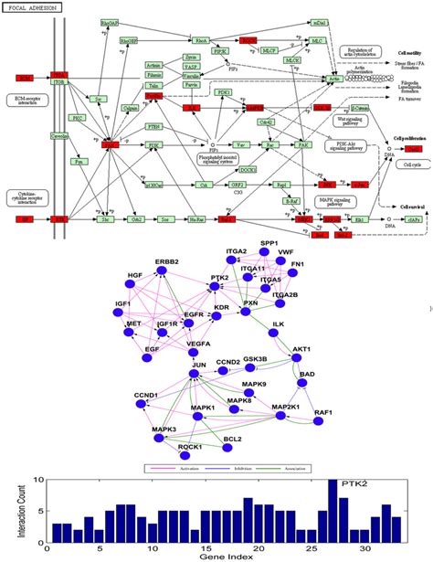 Genes Involved In Focal Adhesion Pathway A Focal Adhesion Related