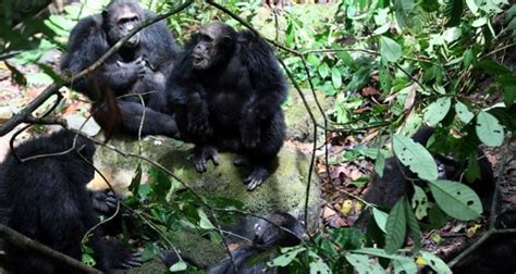 Chimpanzee War Photos What Was The Gombe Chimpanzee War Worldatlas