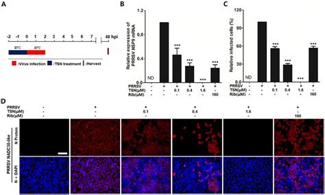 Tsn Pretreatment Of Marc Cells Suppresses Prrsv Replication