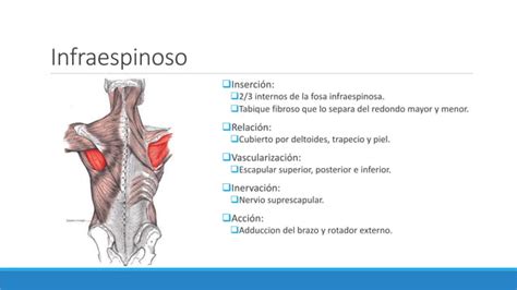 Músculos de la cintura escapular PPT