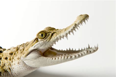 Philippine Crocodile Crocodylus Mindorensis Joel Sartore