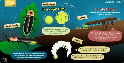 Facts About Fireflies A K A Lightening Bugs Explore The Day