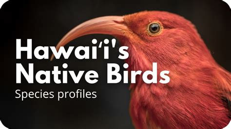 Hawaiʻi Birding Trails Birding Tips