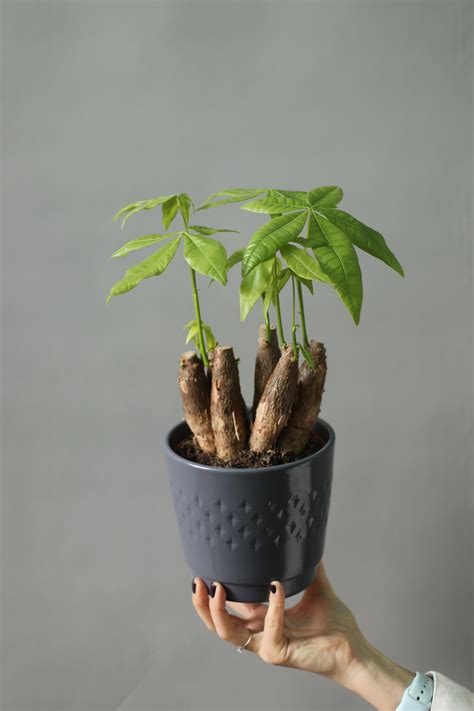 Пахира водная купить в Минске с доставкой | Cactus.by