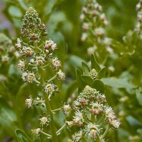 100 seeds Mignonette Machet Reseda Odorata, easy to grow #ABG17