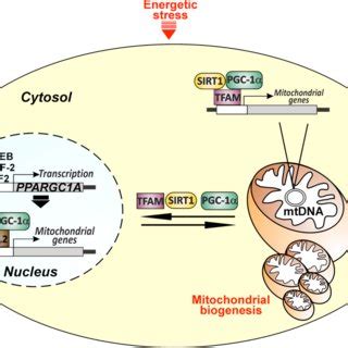 Hypothetical Function Of SIRT1 And PGC 1 In Nuclear Mitochondrial