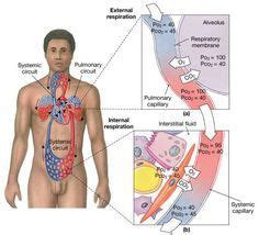 Pulmonary Gas Exchange Artofit