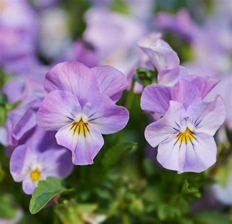 Premium Photo | Purple pansies purple pansies in bloom in a garden