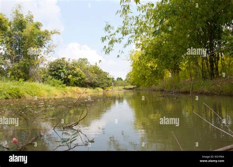 Water pond in Thailand Stock Photo - Alamy