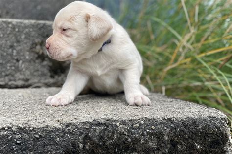 Blanche Labrador Retriever Puppy Ebf Pawrade