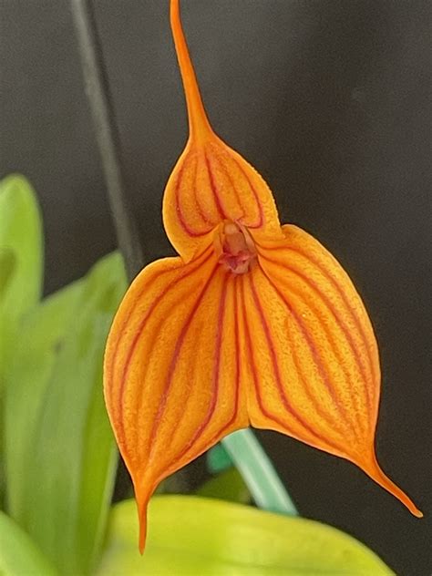 Whats Flowering In March Southern Suburbs Orchid Society Inc