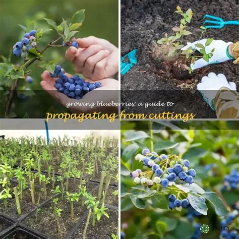 Growing Blueberries A Guide To Propagating From Cuttings Shuncy