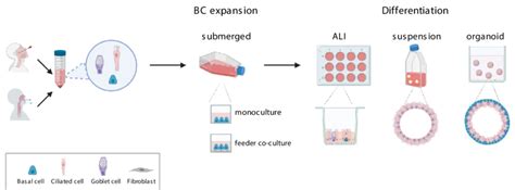 Existing Culturing Platforms For HAE Expansion And Differentiation ALI