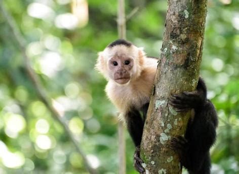 Variole du singe un premier cas confirmé en France