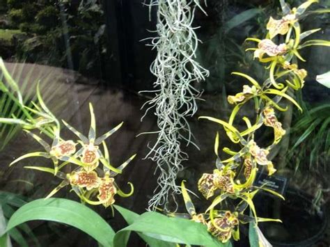 Растения в Ботаническом саду фото Оранжерея Аптекарский огород