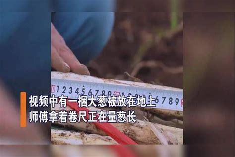 不可思议！山东大葱比人还高，网友：原来没我家葱高不是骗人的网友比人大葱