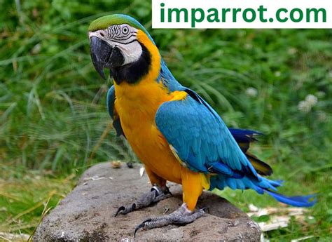 Blue-and-Gold Macaw (Characteristics, Appearance, Diet, and Caring ...