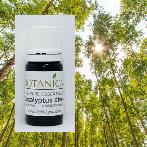 Eucalyptus Dives Essential Oil