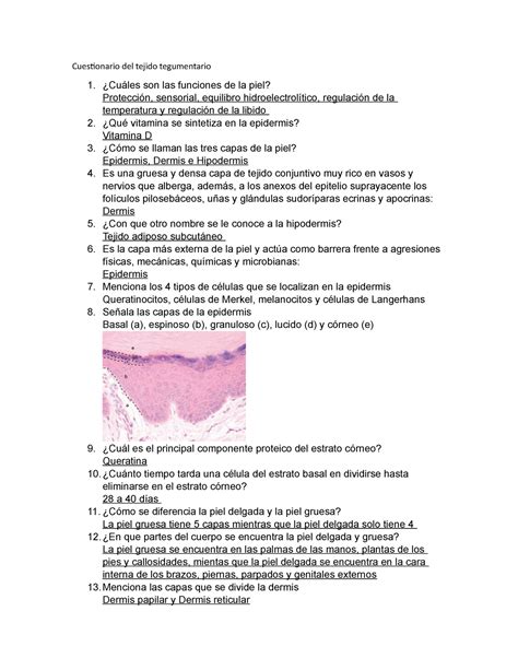 Cuestionario Del Tejido Tegumentario Cuestionario Del Tejido