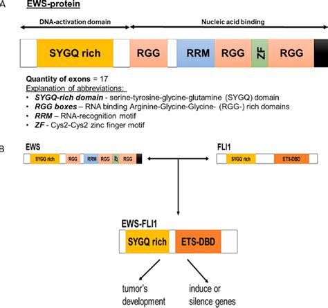 The genetic structure and the functional role of the EWS-FLI1 fusion in ... 