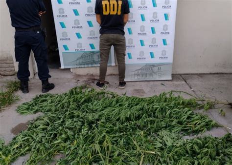 Secuestraron Varias Plantas De Marihuana El Mirador