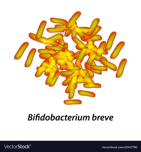 Bifidobacteria bifidobacterium breve probiotic Vector Image