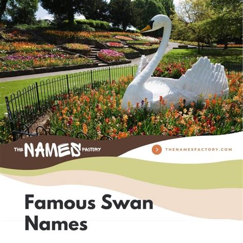 +300 Most Beautiful Swan Names for Your Birds