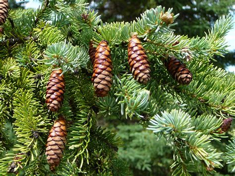 Learn about Coniferous Trees - The Friends of Southampton Old Cemetery